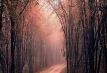 比勒菲尔德首次晋级德国杯决赛,单届赛事淘汰四支德甲球队.